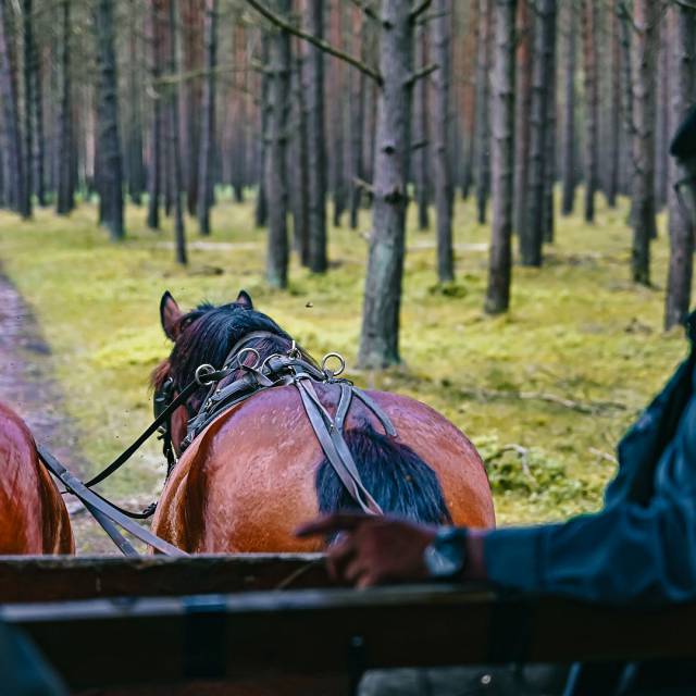 Kutschfahrt mit zwei Pferden im Wald