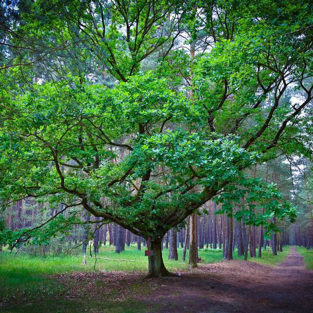 großer Baum, mit einer Tasche im Wald