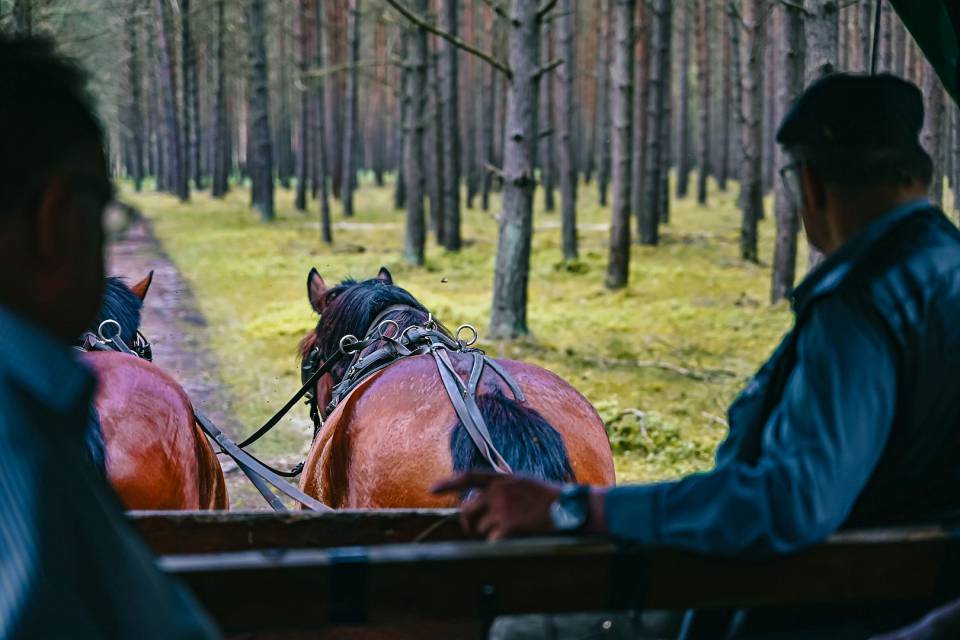 Zwei Pferde ziehen eine Kutsche durch den Wald im Borchards Rookhus