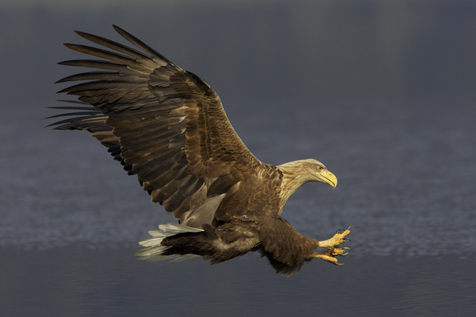 Seeadler fliegt über Wasser