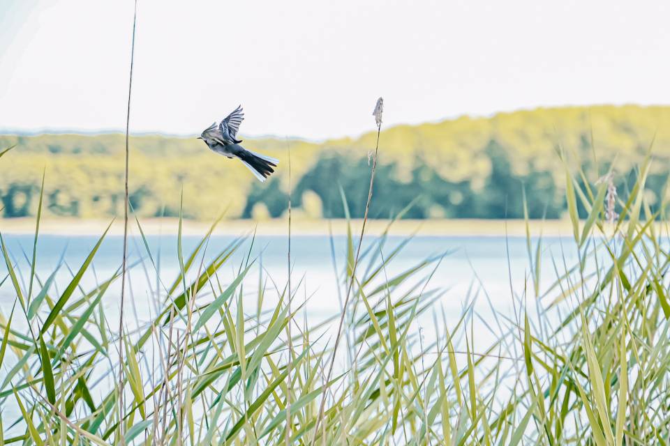 Vogel fliegt im Schilf am See