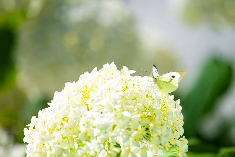 Schmetterling auf Blüte in der Natur rund um das Rookhus im Müritz-Nationalpark