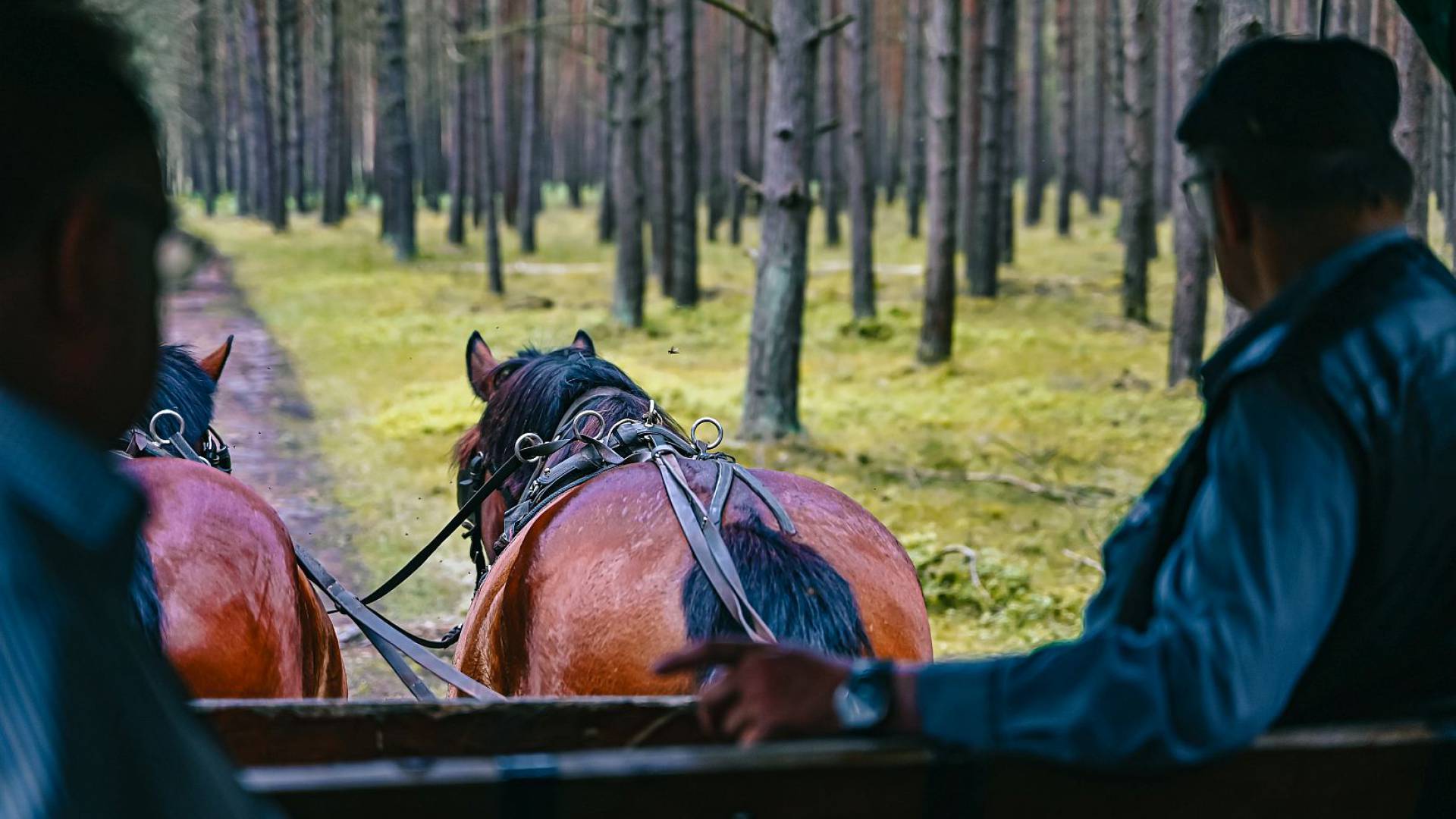 Zwei Pferde ziehen eine Kutsche durch den Wald im Borchards Rookhus