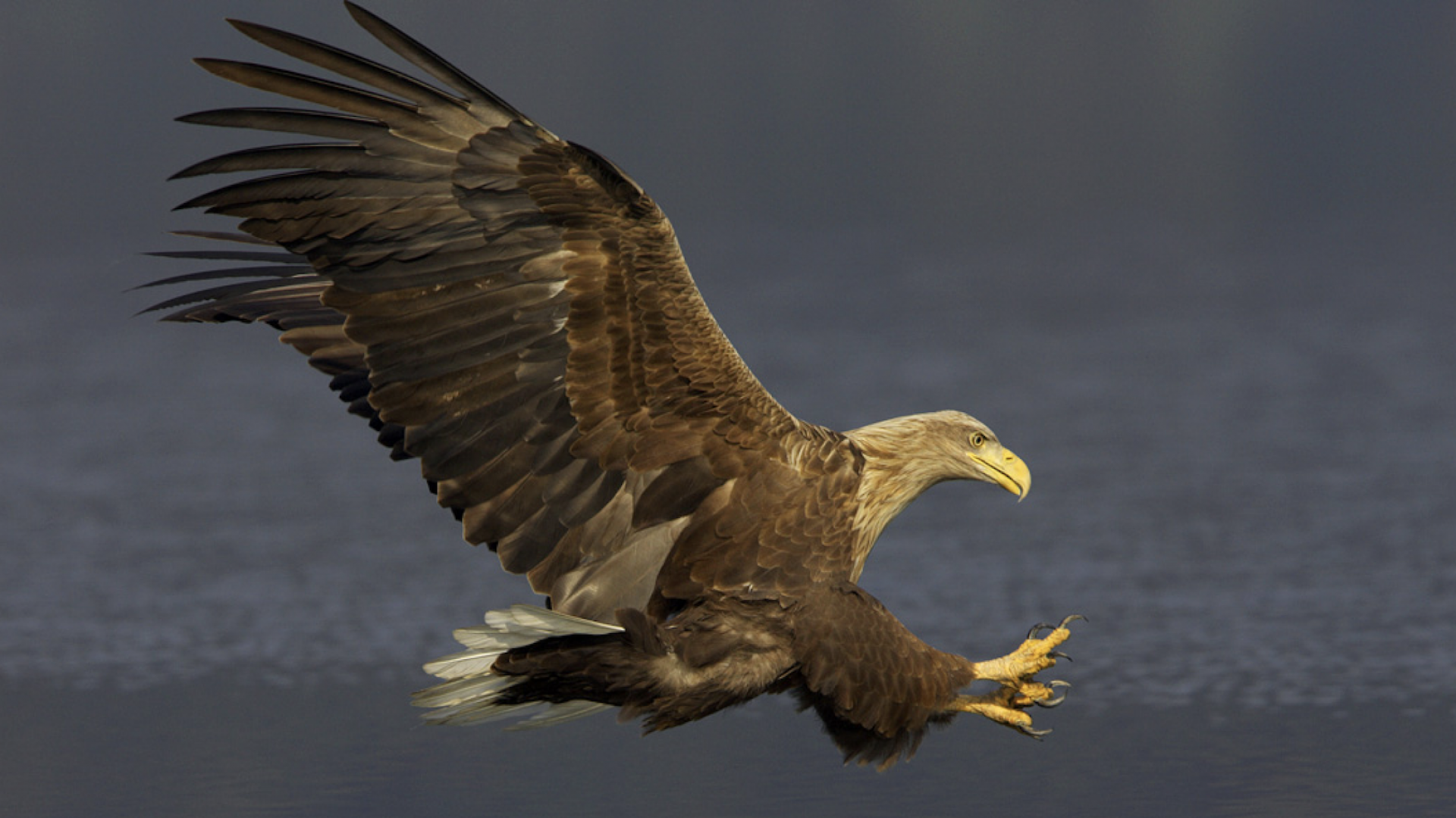 Seeadler fliegt über Wasser