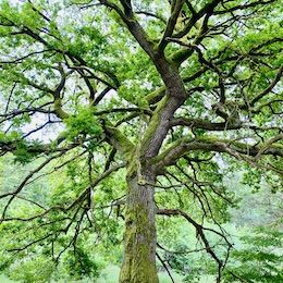 Wald